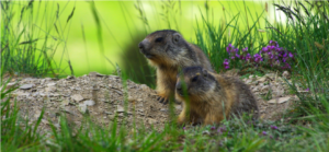 Marmottes plus pti